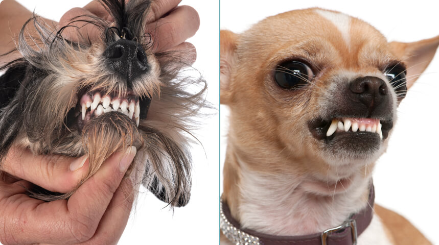 той и йорк скалят зубки